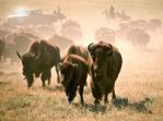 Custer State Park Buffalo Roundup Custer State Park Buffalo Roundup